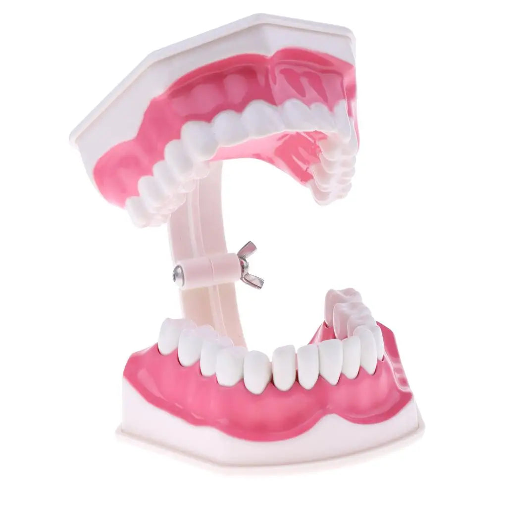 2Pcs PVC Material Large Human Teeth Model with Toothbrush Teeth Dentist Classroom Lab Teaching Tools Student Educational Toys