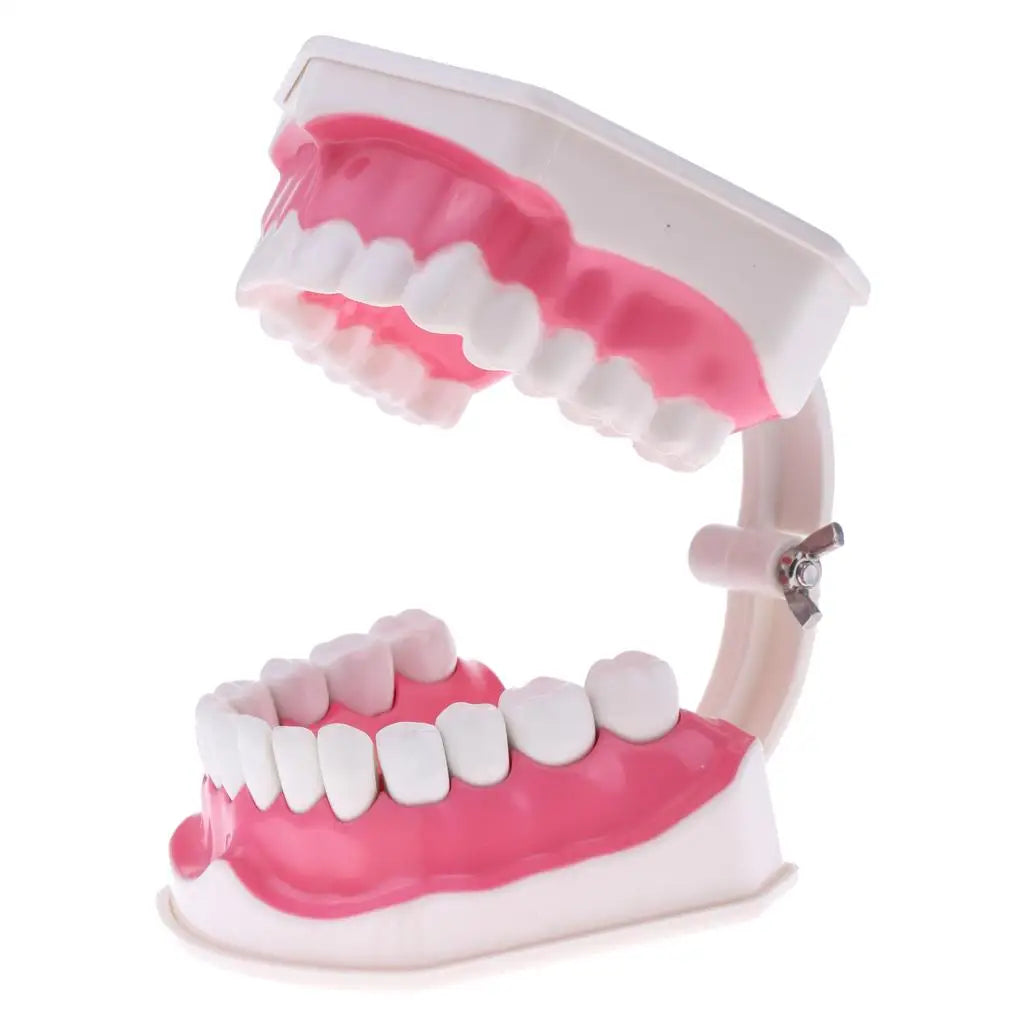 2Pcs PVC Material Large Human Teeth Model with Toothbrush Teeth Dentist Classroom Lab Teaching Tools Student Educational Toys