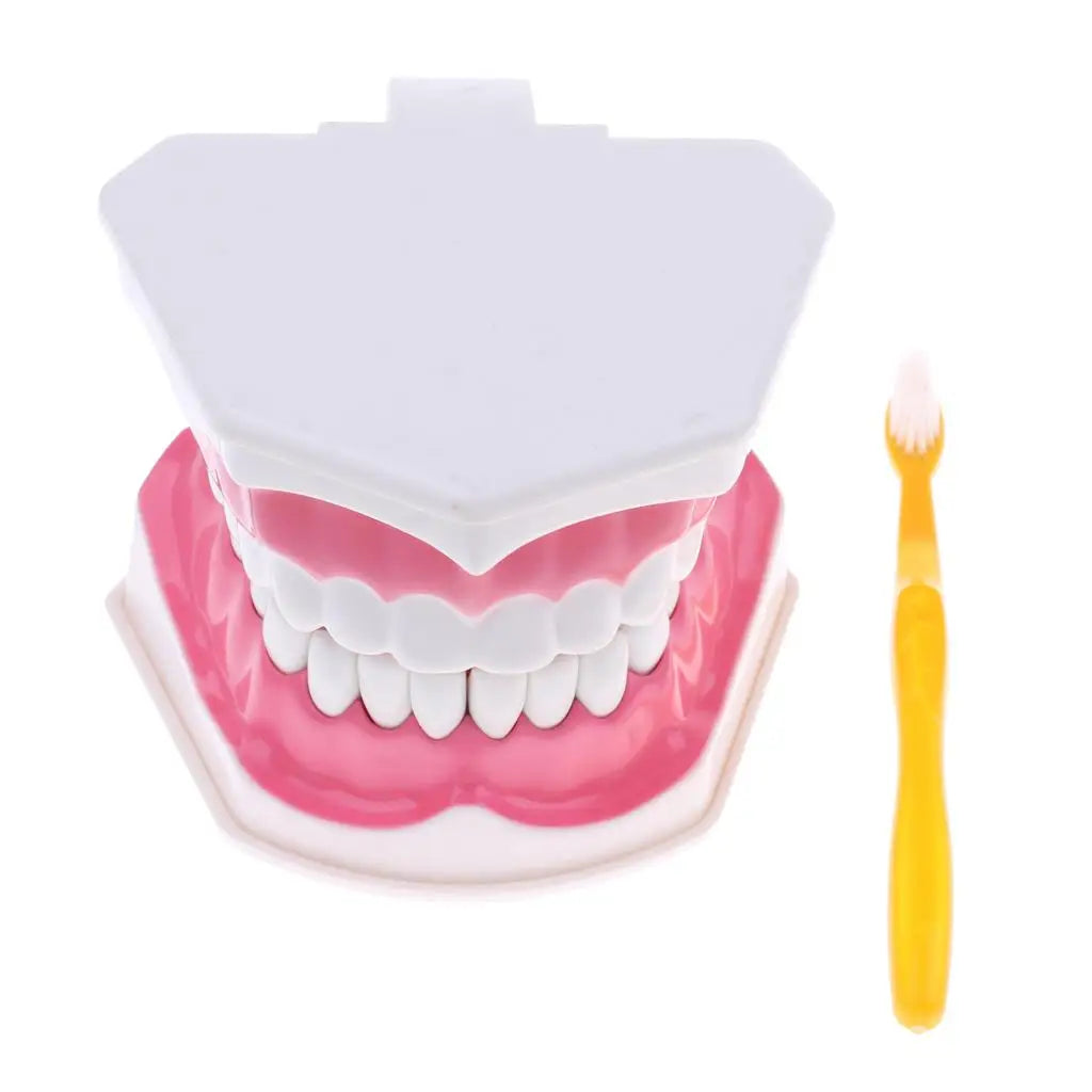 2Pcs PVC Material Large Human Teeth Model with Toothbrush Teeth Dentist Classroom Lab Teaching Tools Student Educational Toys