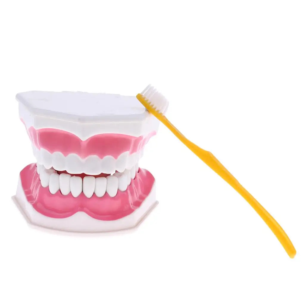 2Pcs PVC Material Large Human Teeth Model with Toothbrush Teeth Dentist Classroom Lab Teaching Tools Student Educational Toys